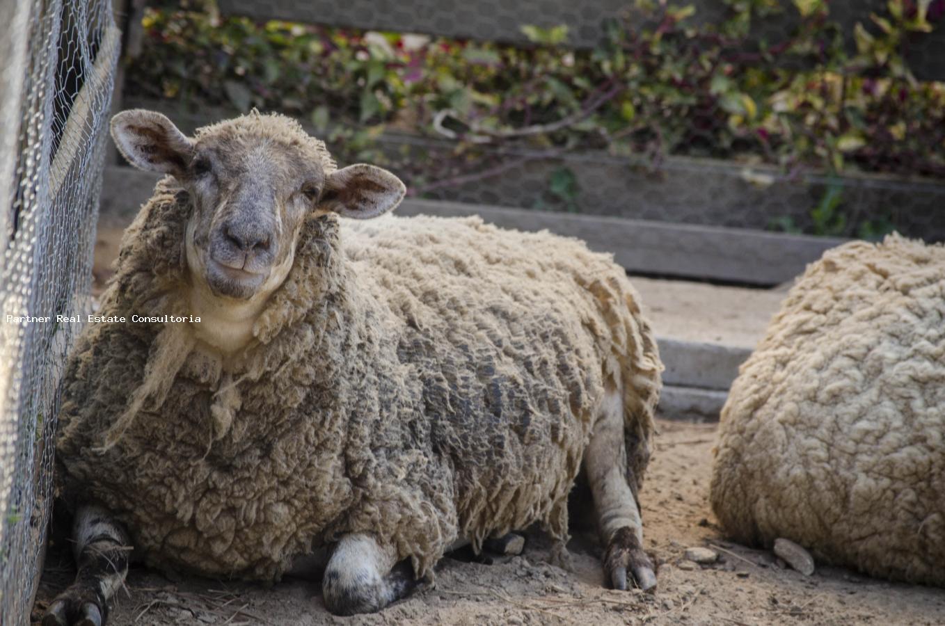 Chácara, 5 quartos - Foto 42