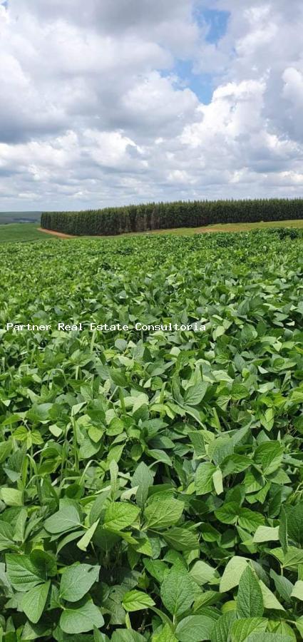 Fazenda, 4 quartos - Foto 3