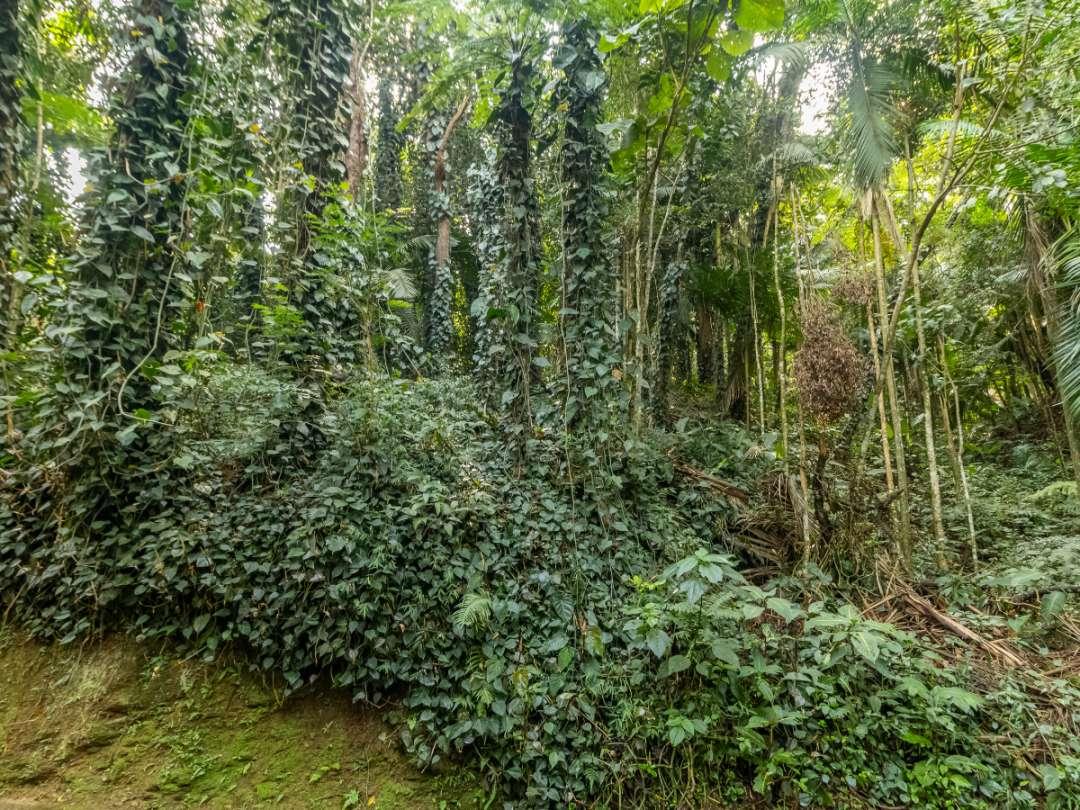 Terreno, 5339 m² - Foto 15