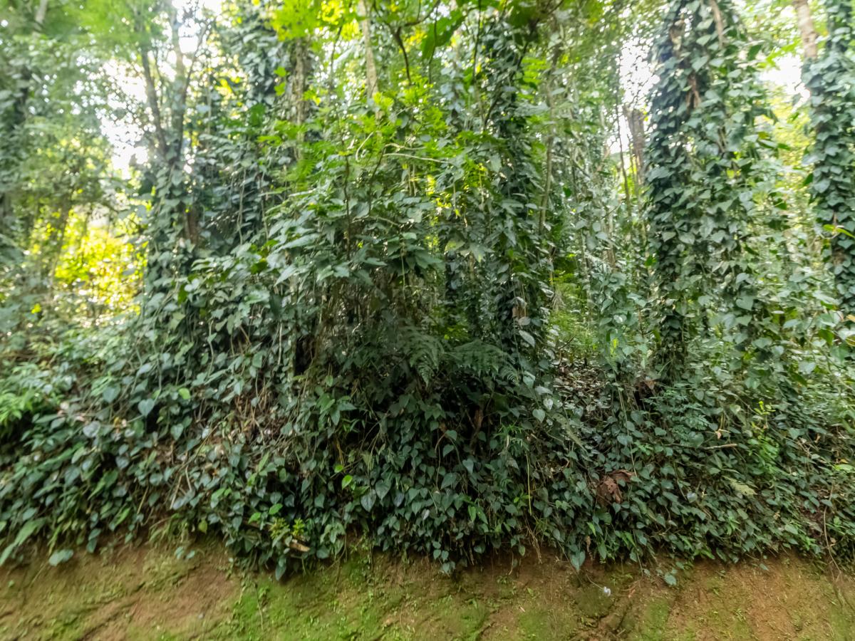 Terreno, 5339 m² - Foto 18